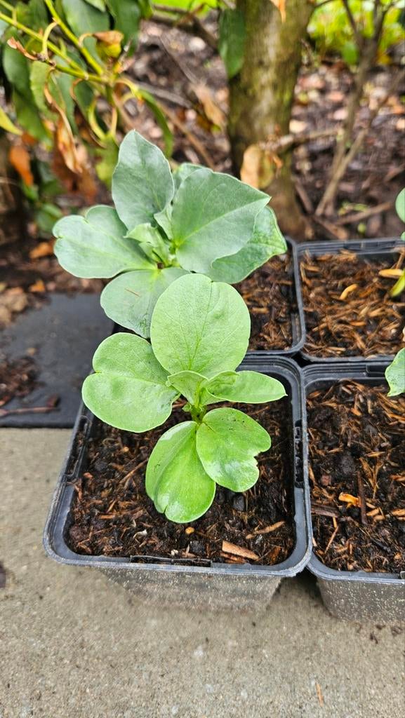 Tuinboon Eleonora, Ophalen, Volle zon, Groenteplanten, Eenjarig