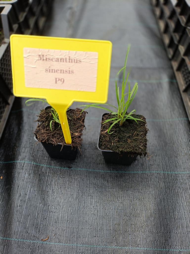 Miscanthus sinensis P9, Tuin en Terras, Ophalen, Vaste plant, Siergrassen, Volle zon