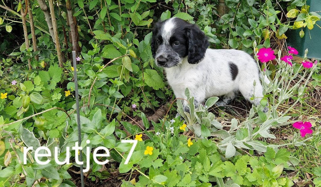 Friese stabij puppy's  van Sasha - ondeugende reutjes, Dieren en Toebehoren, Honden | Niet-rashonden, Parvo, 8 tot 15 weken, Meerdere