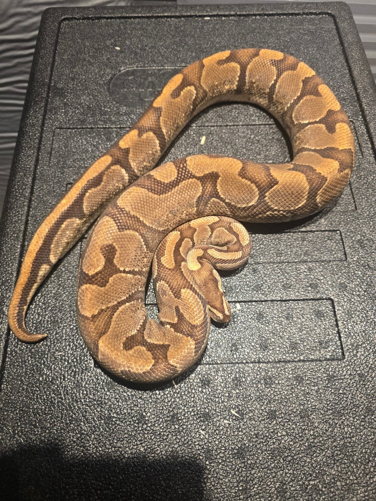 0.1 enchi spark ball python