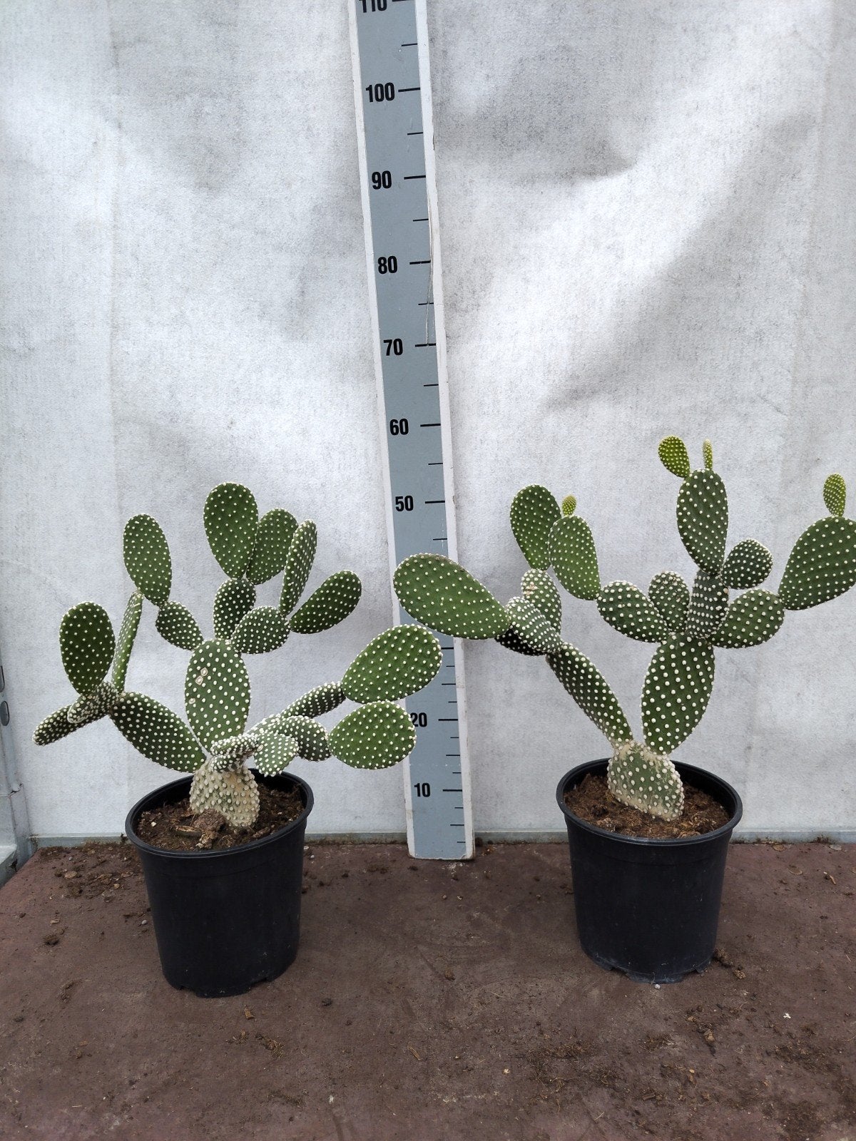 Opuntia microdasys - Konijnenoor Cactus, Tuin en Terras, Volle zon, Vaste plant, Bloeit niet, Ophalen