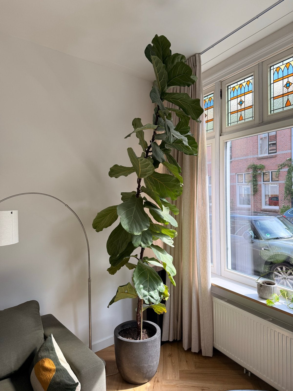 Grote Ficus Lyrata (Tabaksplant) - Meer dan 200 cm hoog, Ophalen, Ficus, 200 cm of meer, Halfschaduw