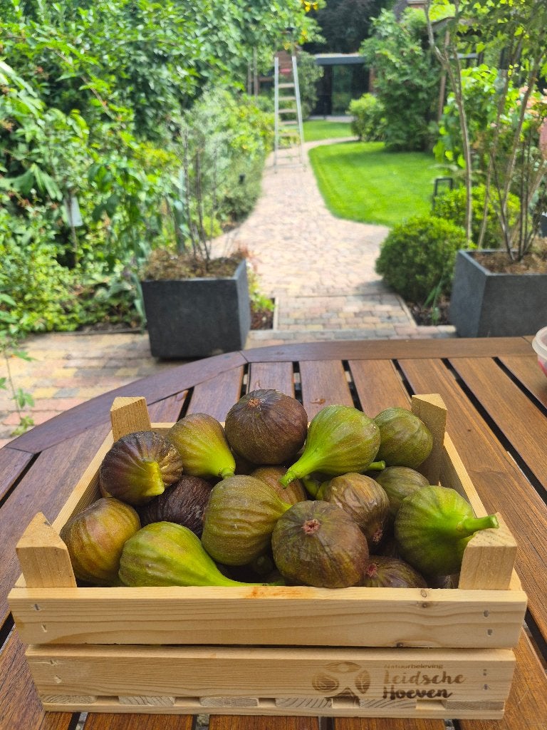 Verse vijgen, Ophalen of Verzenden, Minder dan 100 cm, Overige soorten, Zomer