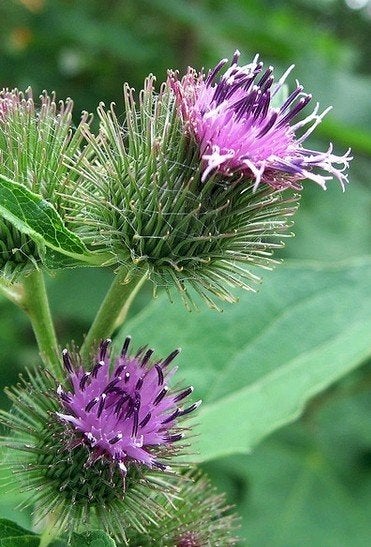 Zaden Arctium lappa, Ophalen of Verzenden, Zaad