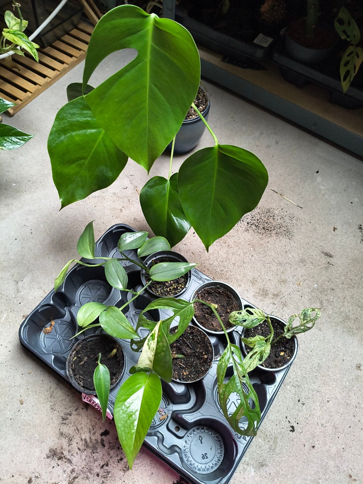Plantenbox met 6 bijzondere kamerplanten, Huis en Inrichting, Ophalen of Verzenden, Halfschaduw, Minder dan 100 cm
