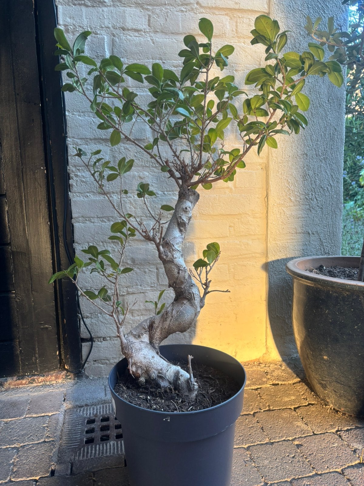 Ficus Ginseng / Bonsai – ca. 50 cm hoog, Ophalen, Ficus, In pot, Halfschaduw