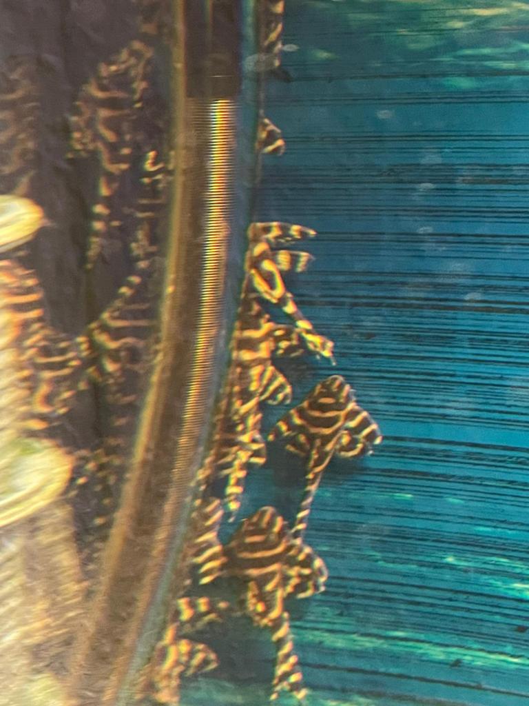 L173 pleco, Vis