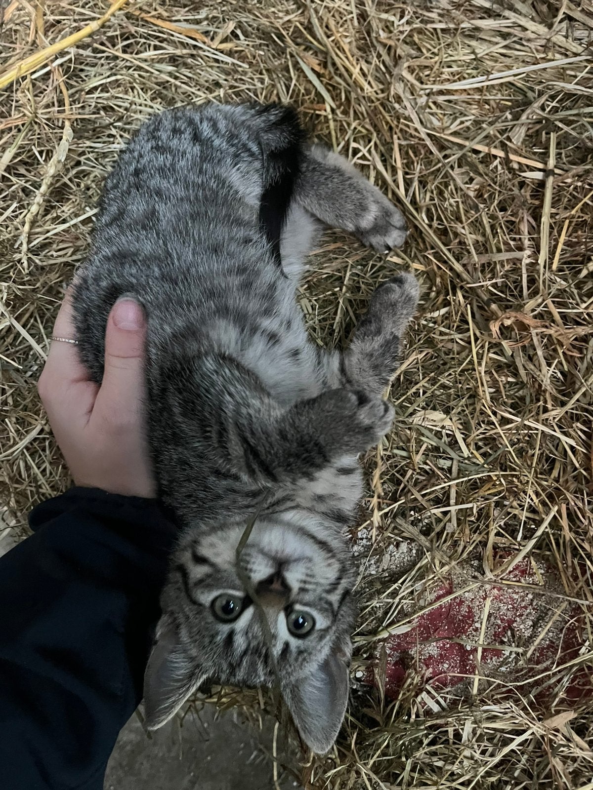 Kittens, Meerdere dieren
