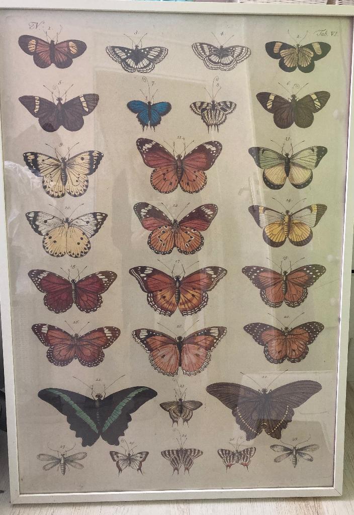 Lijst met poster met vlinders 73x106 cm, Ophalen, Gebruikt, 75 cm of meer, 50 tot 75 cm