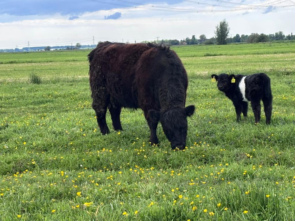 Galloway koe met vaars kalf, Dieren en Toebehoren, Runderen, Meerdere dieren