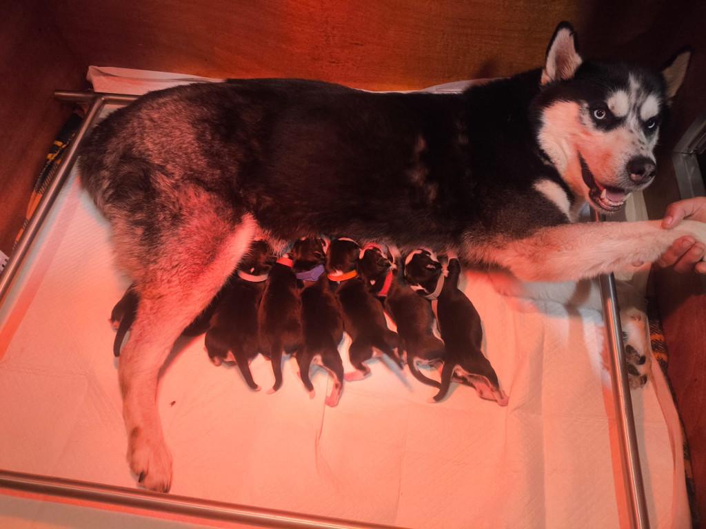 Lieve husky pups, Parvo, Overige rassen, 8 tot 15 weken, Meerdere