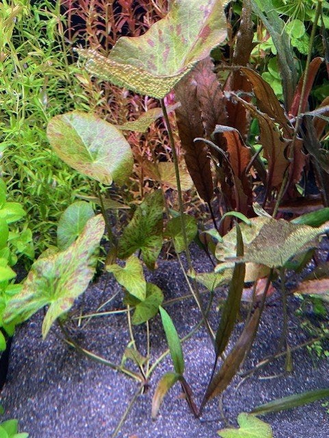 Nymphaea Groene Tijgerlotus, Ophalen of Verzenden, Nieuw, Plant(en), Steen of Hout