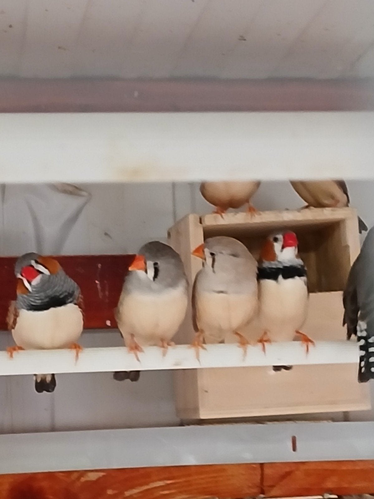 zebravinken, Dieren en Toebehoren, Meerdere dieren