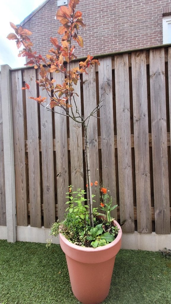 buitenplanten, Volle zon, Vaste plant, Lente, Ophalen