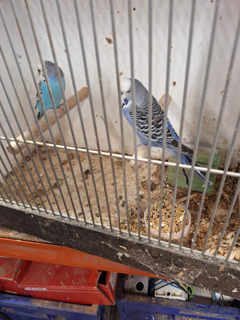 Koppel grasparkieten, Meerdere dieren, Parkiet