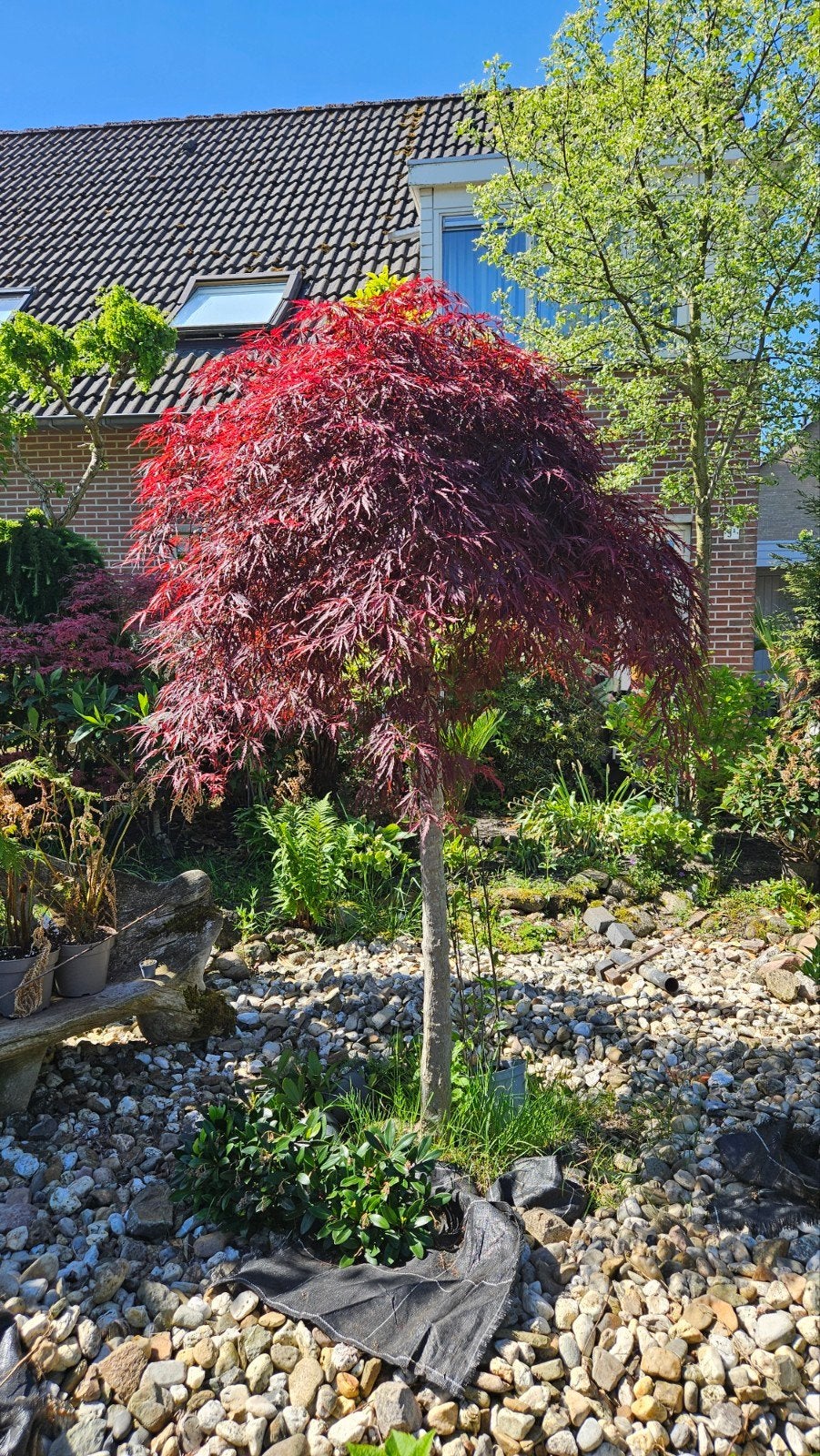 Grote Acer, Ophalen of Verzenden, Bloeit niet, Overige soorten, Halfschaduw