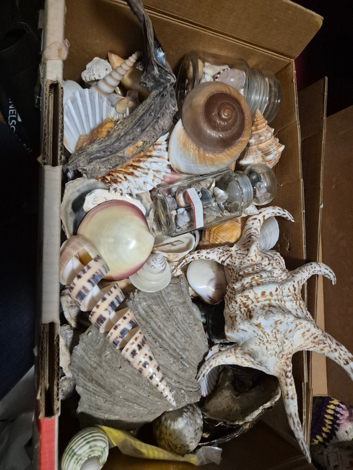 Grote schelpenverzameling - Decoratie en knutselmateriaal, Ophalen, Gebruikt
