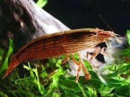 Atyopsis moluccensis garnaal - Koidream Valburg, Dieren en Toebehoren, Kreeft, Krab of Garnaal, Zoetwatervis