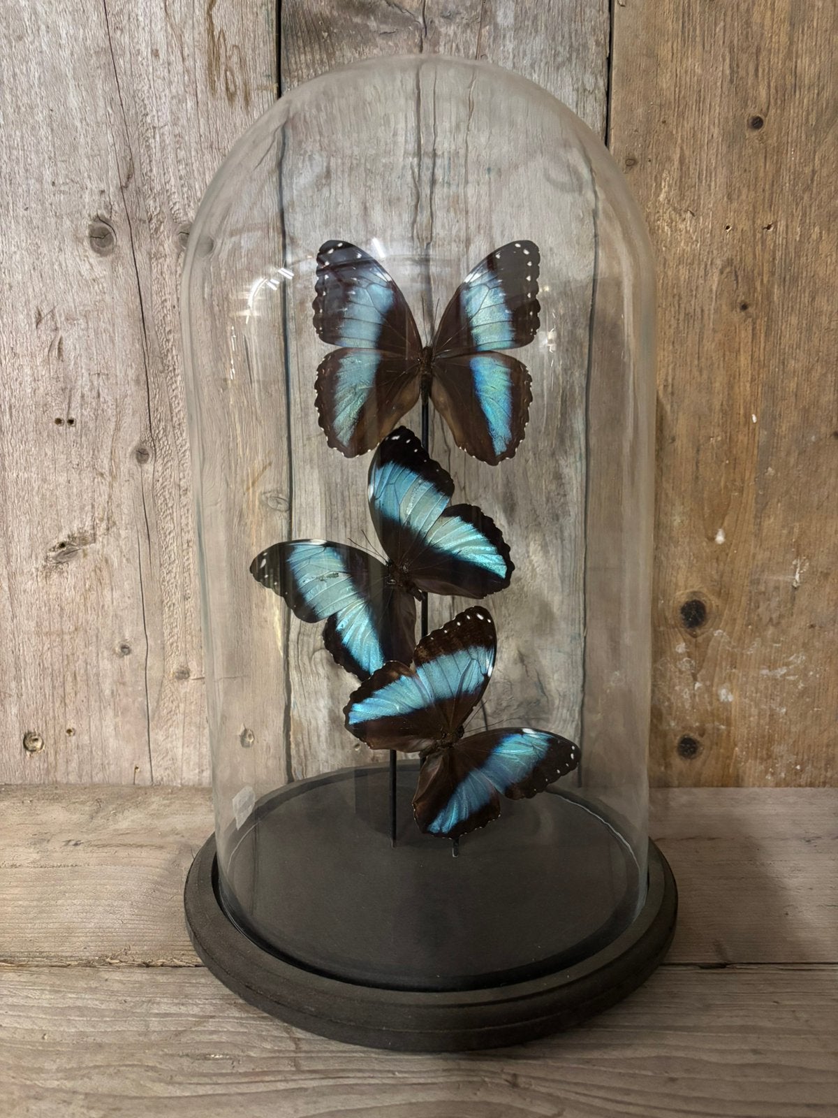 Mooie grote stolp met 3x Morpho Deidamia vlinders!, Verzamelen, Dierenverzamelingen, Ophalen, Nieuw, Insect, Opgezet dier