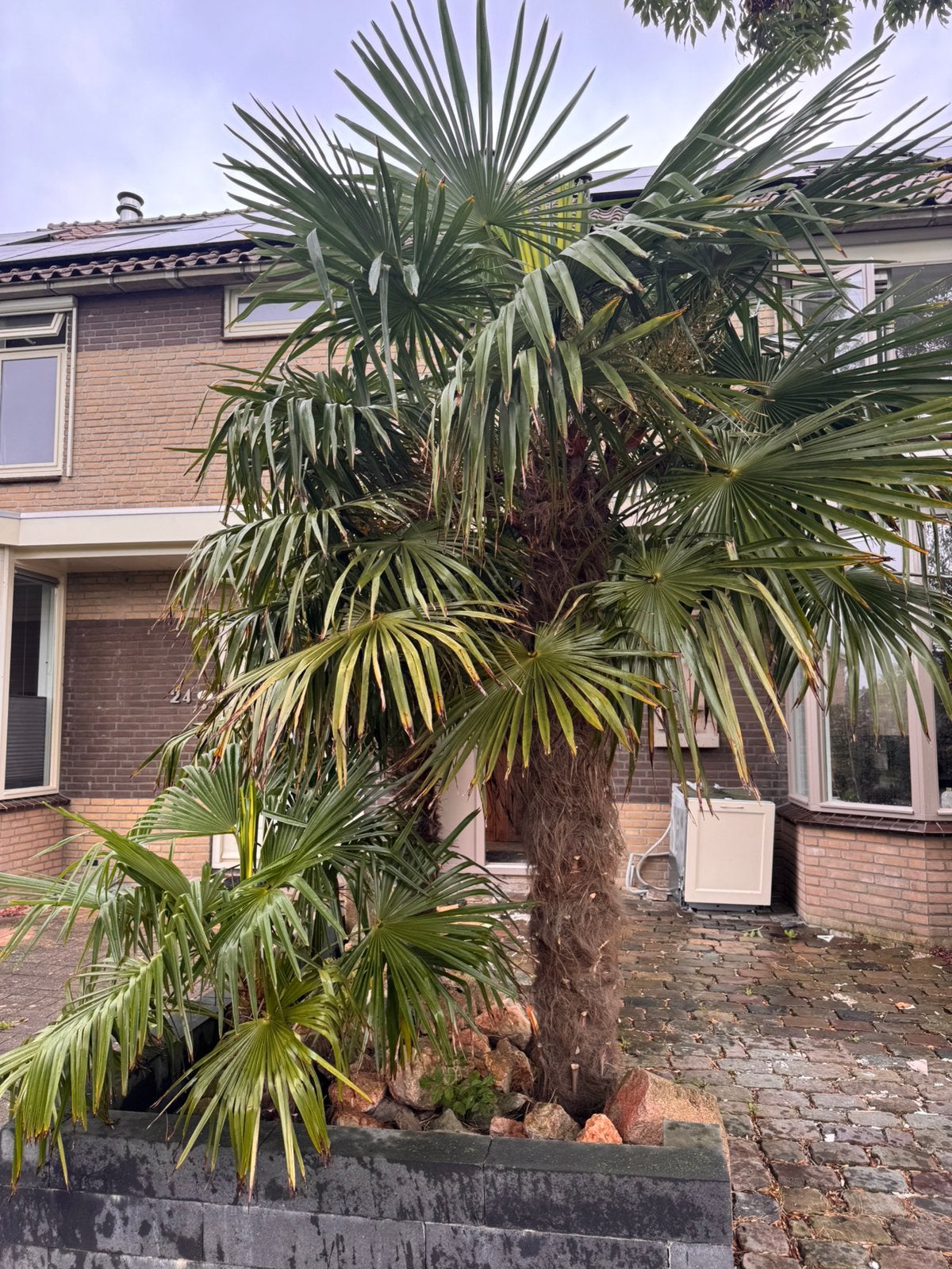 3 grote winterharde Trachycarpus fortunei palmbomen, Ophalen, Gehele jaar, Volle zon