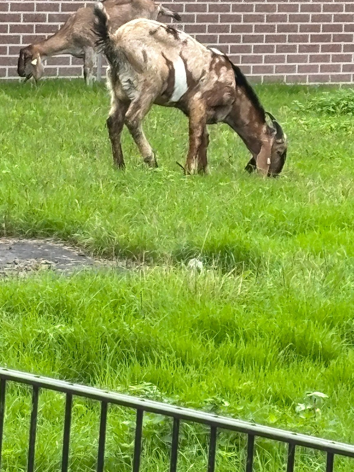 Een nubische bok te koop, Mannelijk, Geit