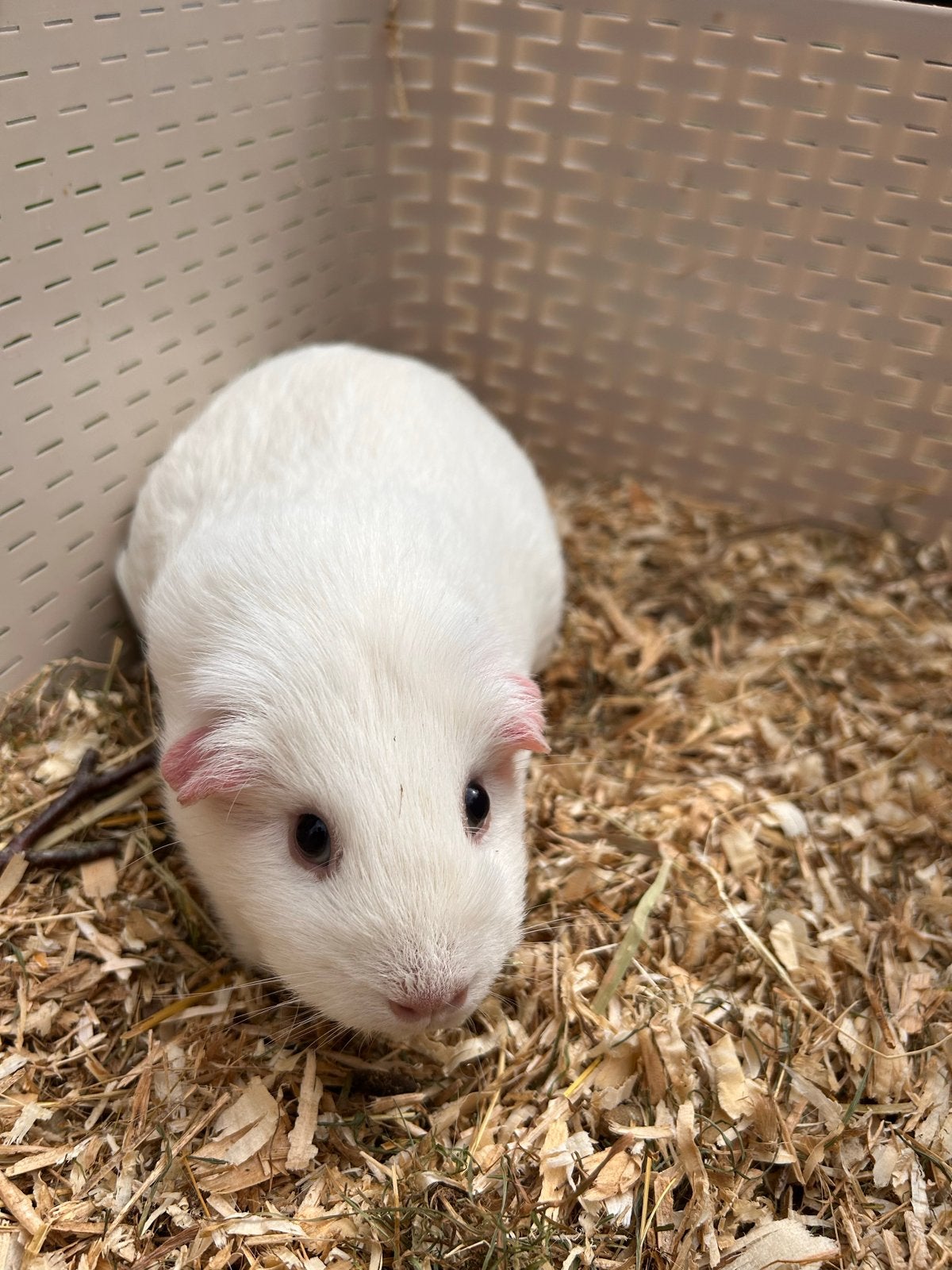 Cavia’s, Mei, Meerdere dieren, Cavia
