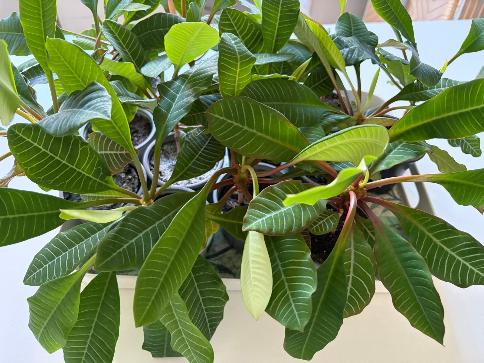 Madagascar Jewel (Euphorbia leuconeura) - middenmaat, Ophalen, Overige soorten, Halfschaduw, Minder dan 100 cm