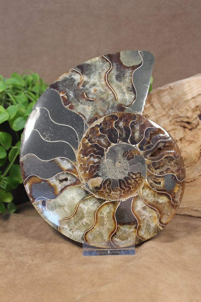 Ammoniet, Verzamelen, Mineralen en Fossielen, Ophalen of Verzenden, Fossiel