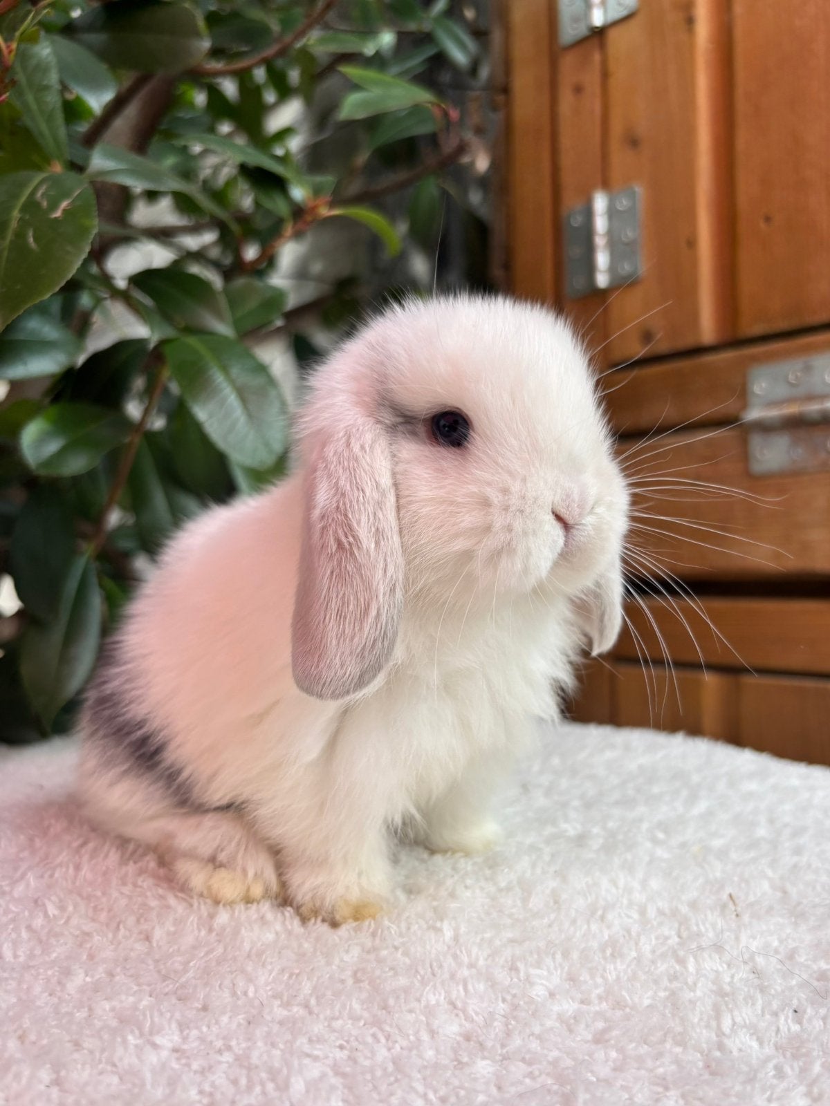 Minilop babys beschikbaar, Meerdere dieren, Dwerg