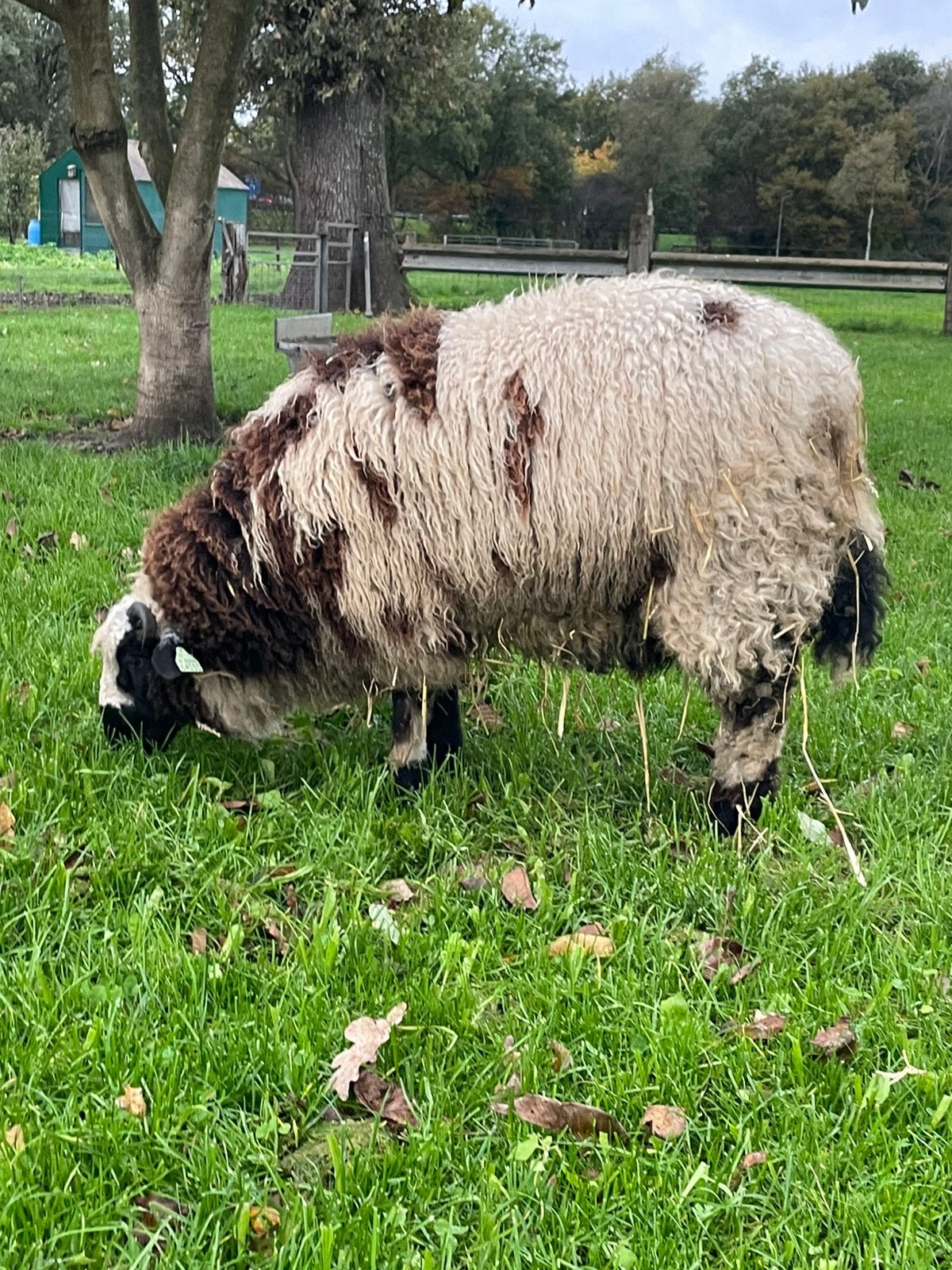 Mooie kruising ram, Mannelijk, Schaap