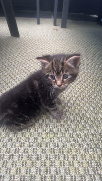 Half maincoon kittens, Dieren en Toebehoren, Katten en Kittens | Raskatten | Korthaar, Meerdere dieren