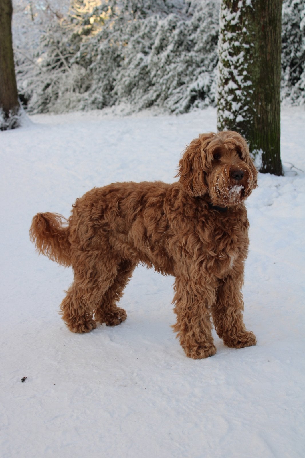 Australian labradoodle dekreu, Reu, 1 tot 2 jaar, Parvo, Eén hond