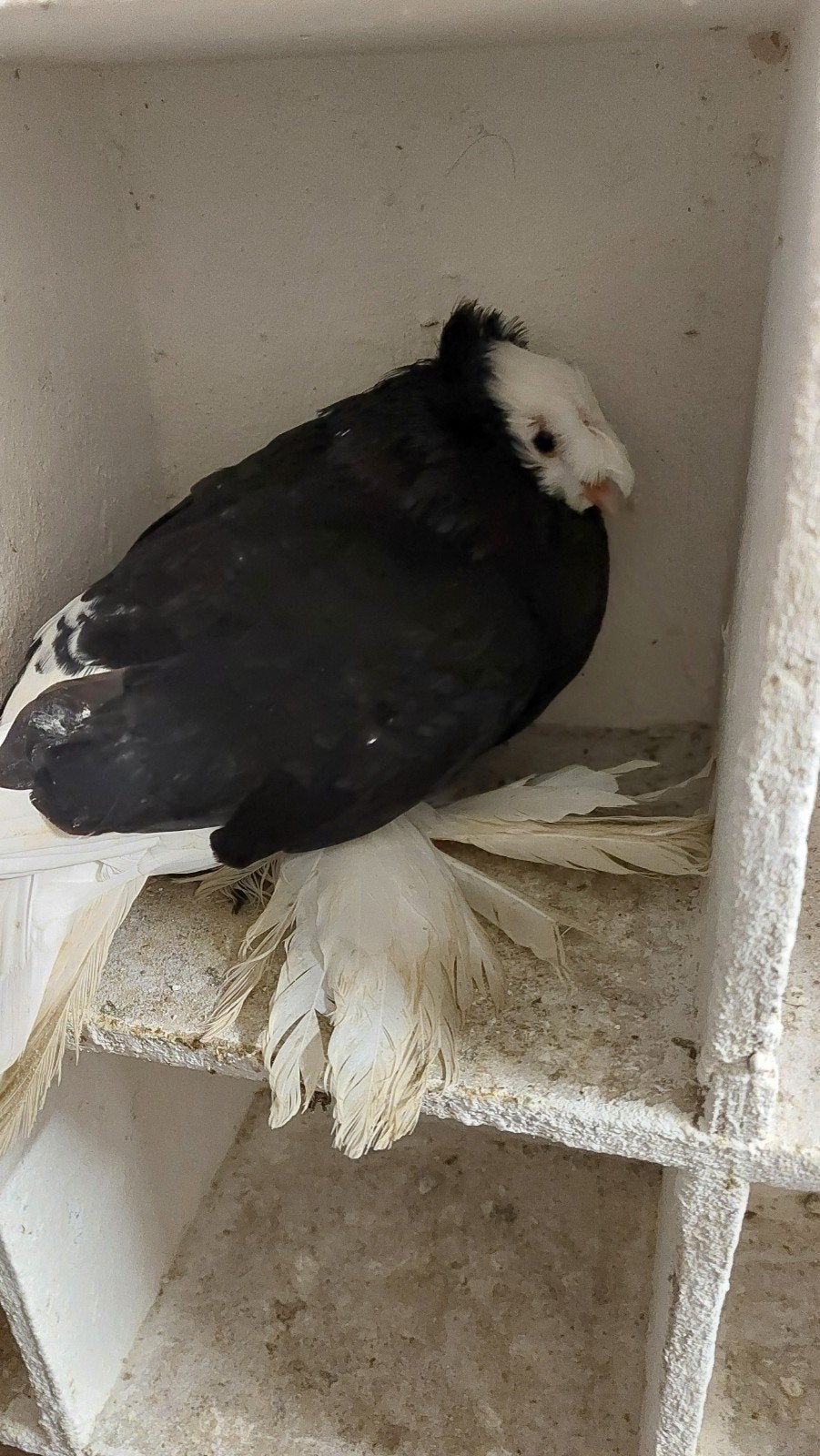ik zoek een  boeharijse    trommelaarduif, Dieren en Toebehoren, Mannelijk