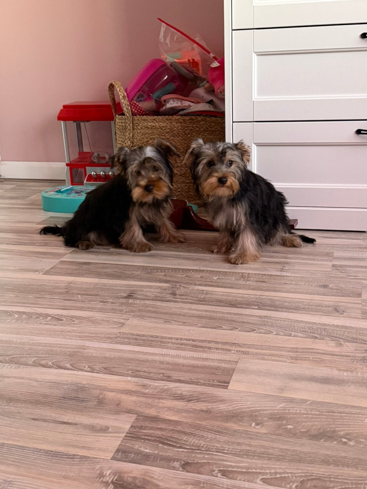 Yorkshire terriër pups te koop 3 reu nog, Yorkshire Terriër, Particulier, 15 weken tot 1 jaar, Buitenland