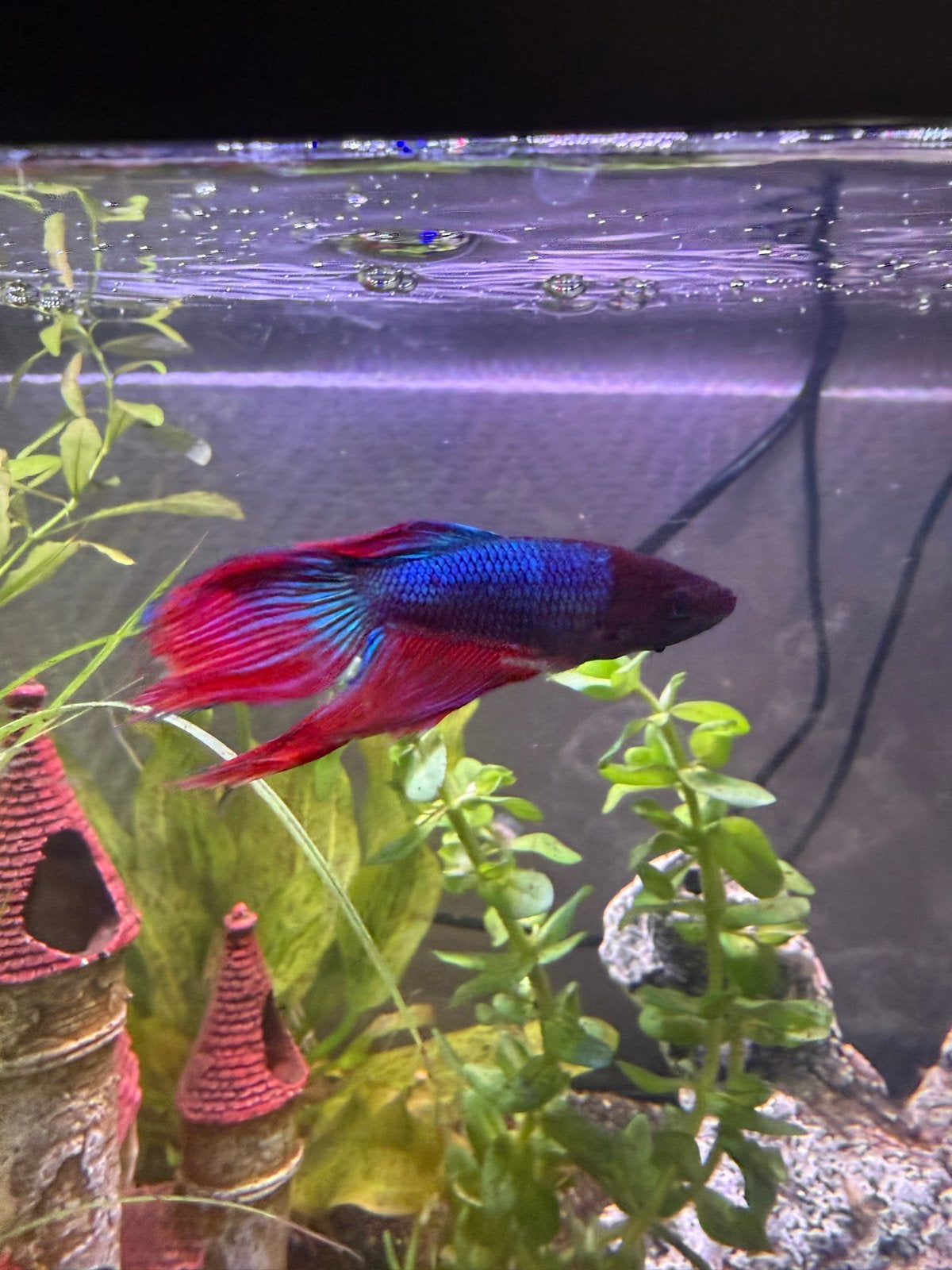 Betta splendens man/ siamese kempvis
