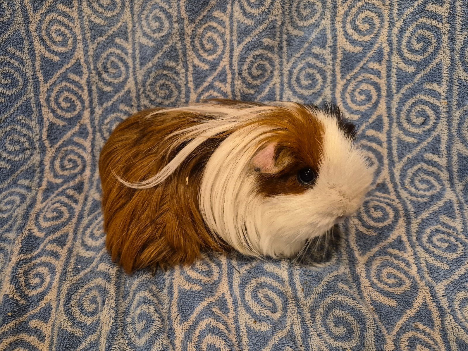 Sheltie driekleur zeugje, Dieren en Toebehoren, Juni, Vrouwelijk, Cavia