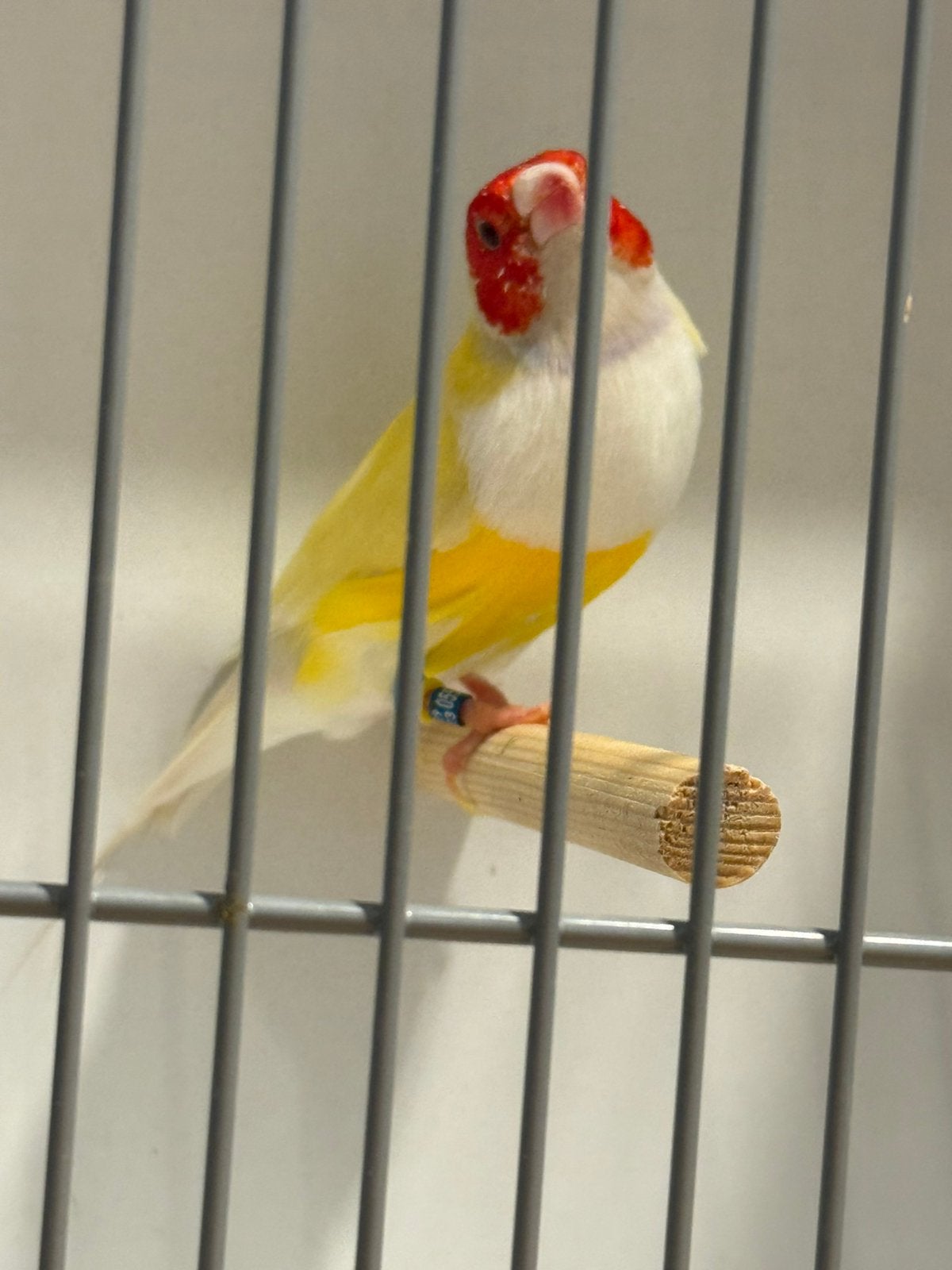 Diverse gouldamadine mannen, Dieren en Toebehoren, Mannelijk, Tropenvogel, Geringd
