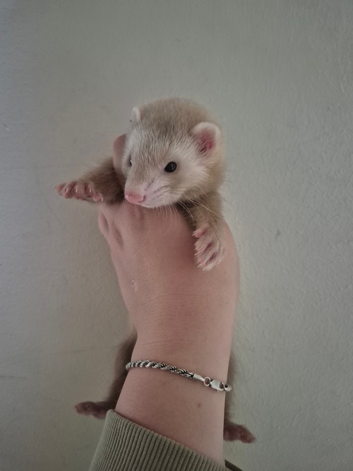 Fretten pups, Juni, Meerdere dieren