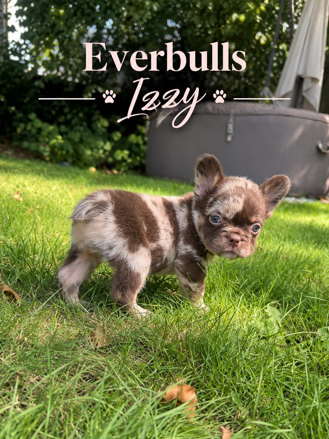 Franse bulldog pups !  uniek dna, 8 tot 15 weken, CDV (hondenziekte), Bulldog, Meerdere