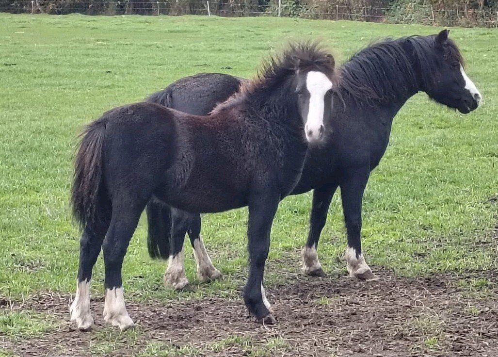 te koop meerdere gekleurde welsh A pony's., Meerdere dieren, A pony (tot 1.17m), Met stamboom, 0 tot 2 jaar
