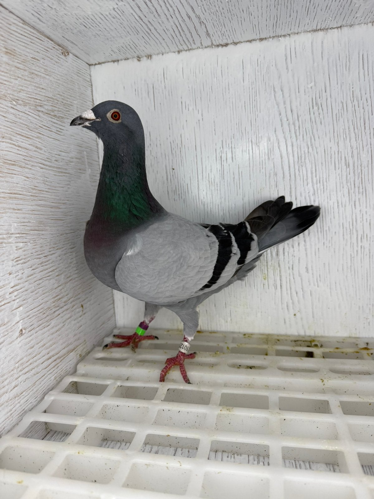 Postduiven, Mannelijk, Postduif