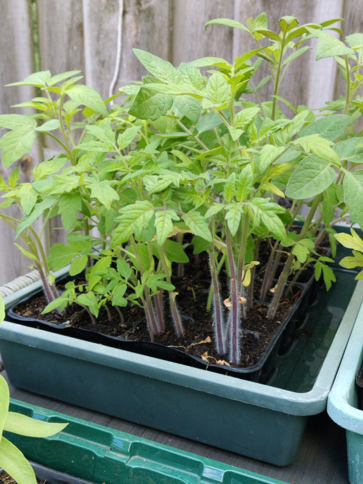 Tomatenplantjes: Roma, Vlees, Tros & Cherry, Ophalen, Volle zon, Groenteplanten, Eenjarig