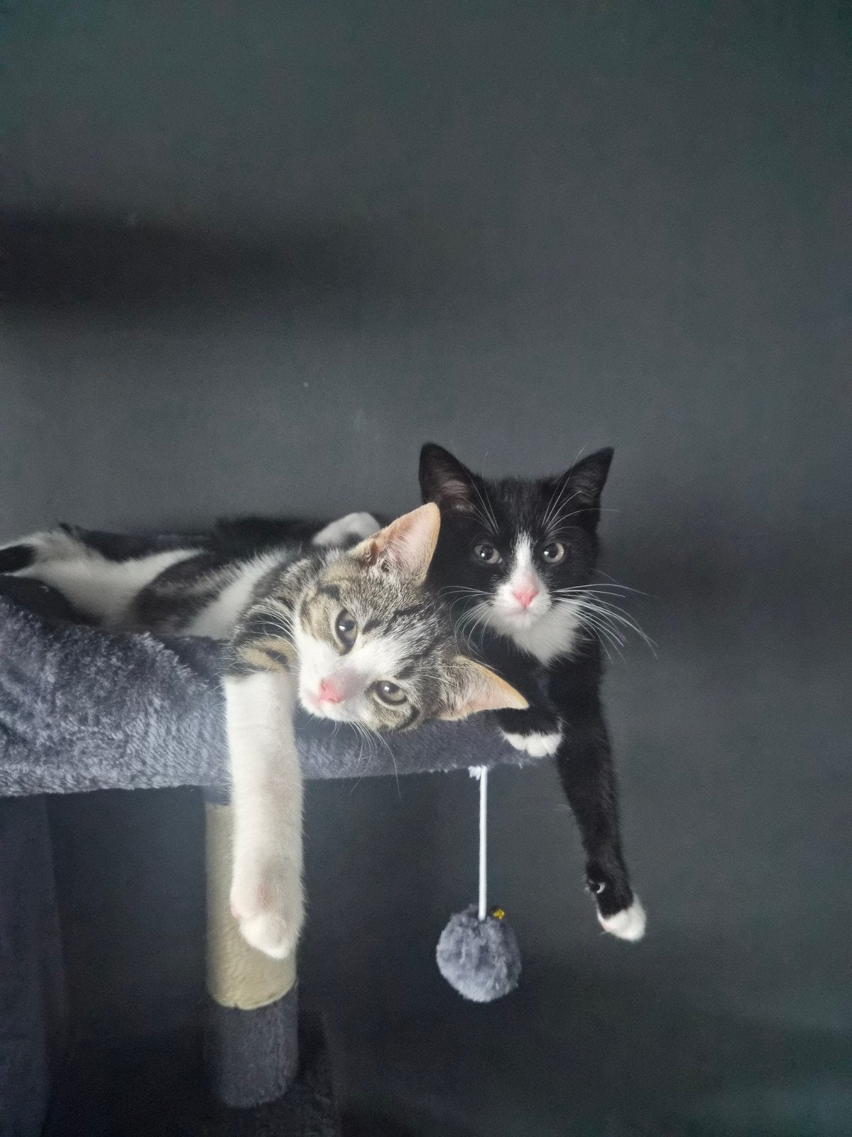 3 lieve kittens zoeken een nieuw thuis, Dieren en Toebehoren, Meerdere dieren, Kortharig, 0 tot 2 jaar