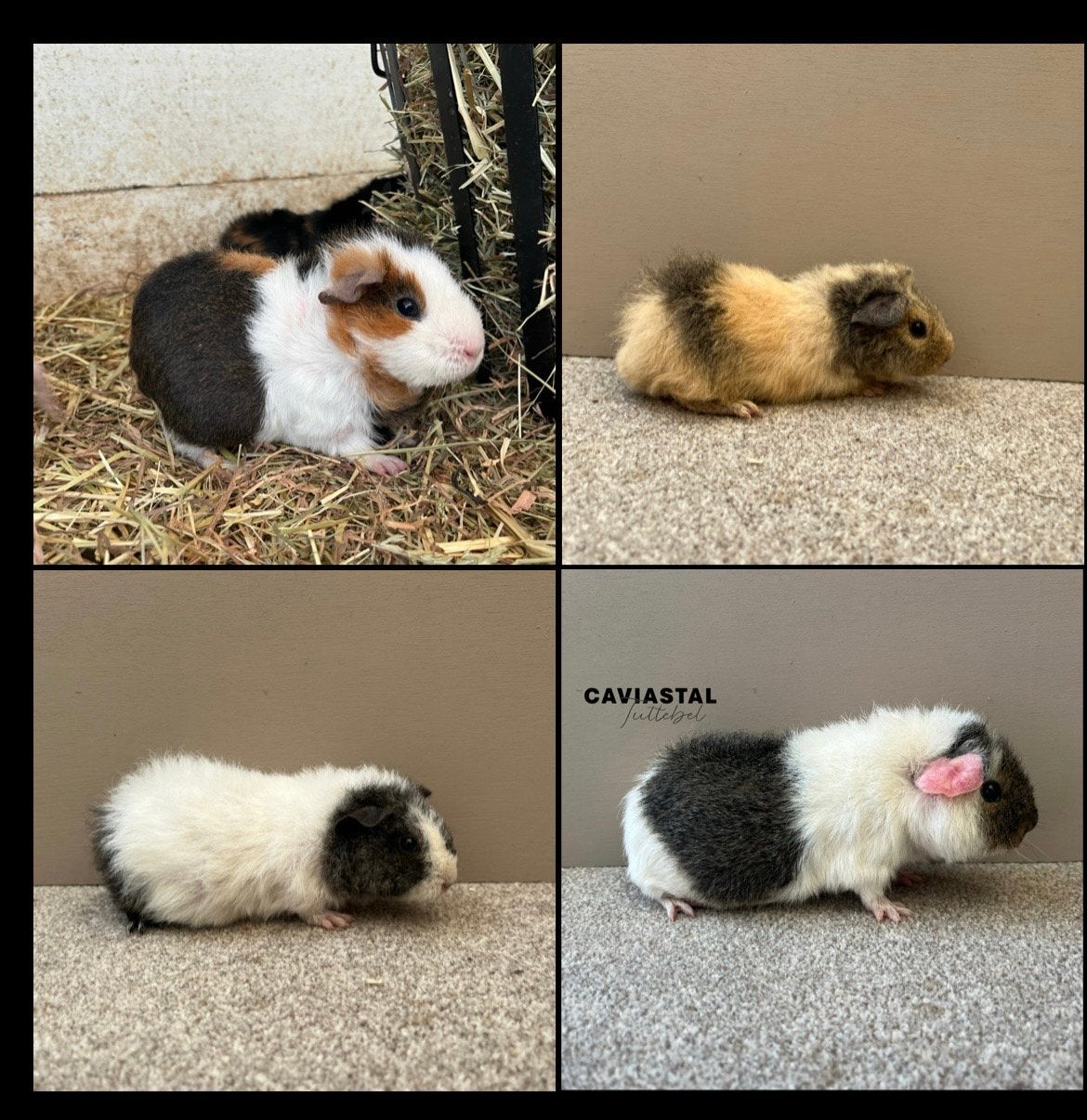 Verschillende Us Teddy dames, Dieren en Toebehoren, Knaagdieren, Cavia, Vrouwelijk, Tam, Oktober