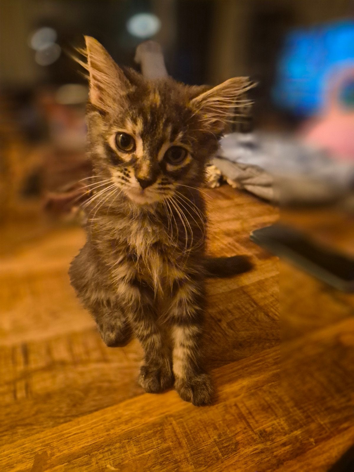 halve maine coon kittens, Meerdere dieren, 0 tot 2 jaar