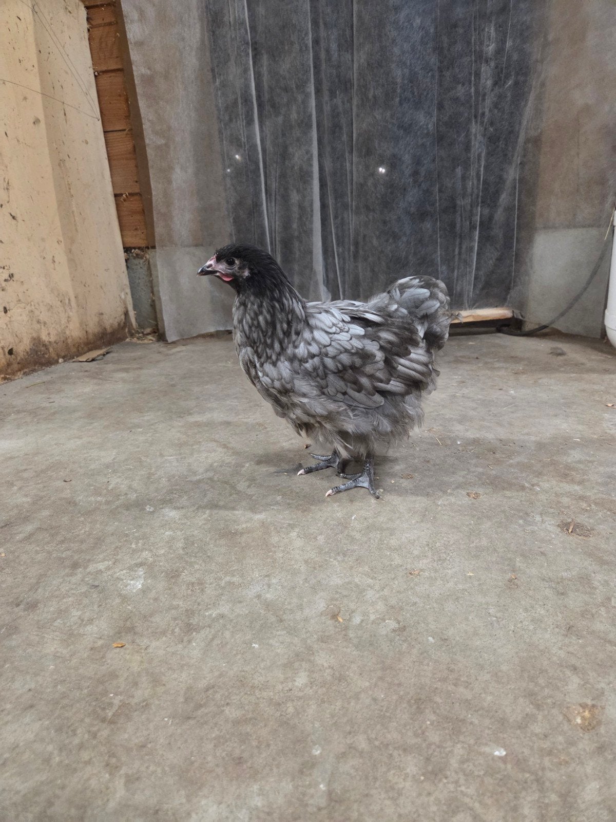 mooie blauwe orpington hennen, Dieren en Toebehoren, Vrouwelijk, Kip