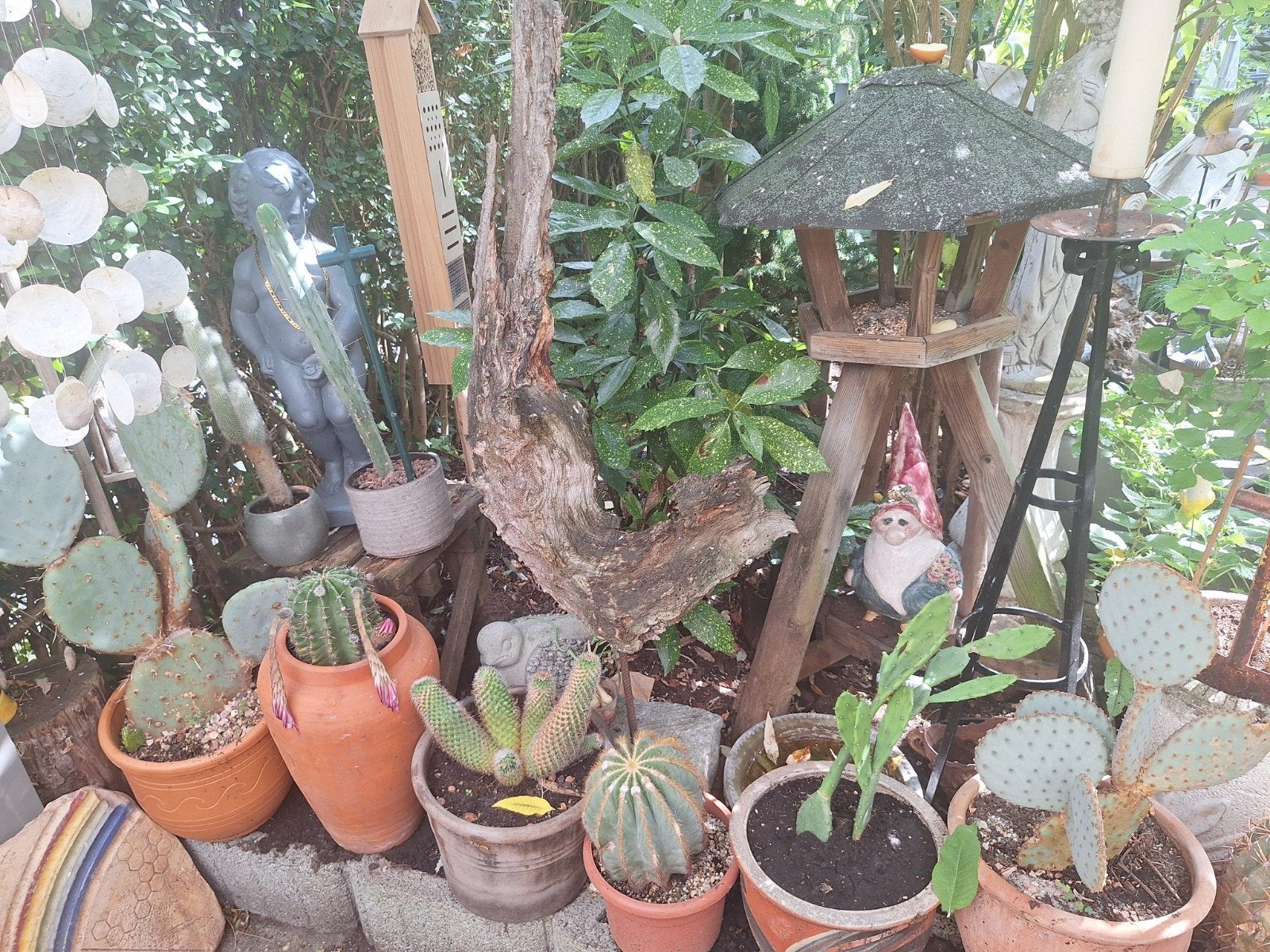 13 Grote Cactussen in Pot - Diverse Soorten, Volle zon, Vaste plant, Bloeit niet, Ophalen