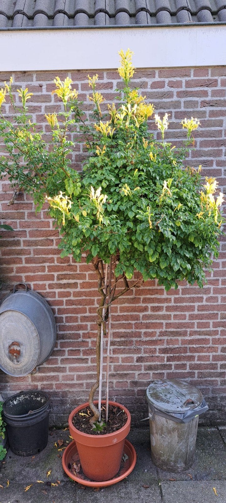 Kaapse kamperfoelie (Tecomaria capensis 'Aurea'), Volle zon, Vaste plant, Zomer, Ophalen