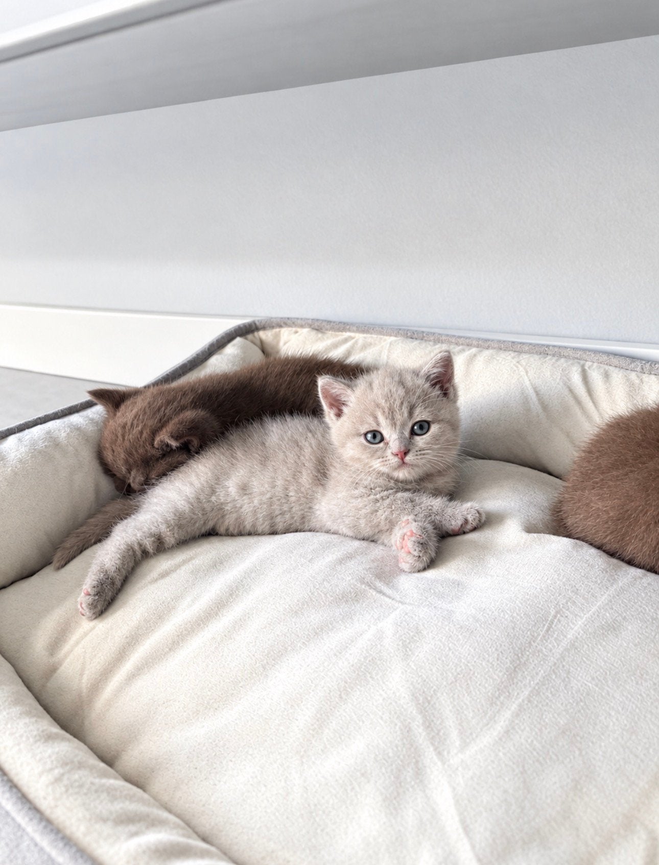 Twee prachtige Britse Korthaar kittens – Cinnamon & Fawn, Meerdere dieren, Ontwormd