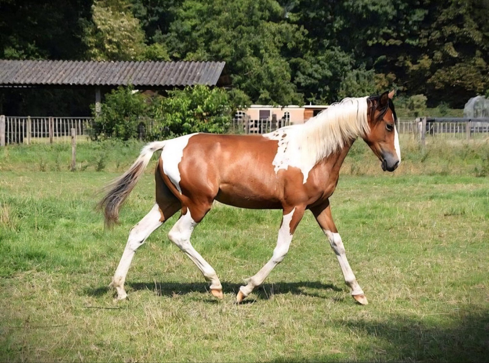 2-jarige Bonte Merrie Marley, Dieren en Toebehoren, Paarden, Merrie, Minder dan 160 cm, 0 tot 2 jaar, Ontwormd